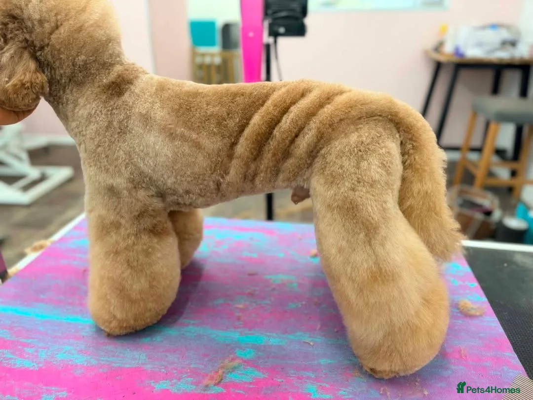 Miniature Poodle dogs for stud: Dark Red Miniature Poodle Stud Package Available - Advert 2