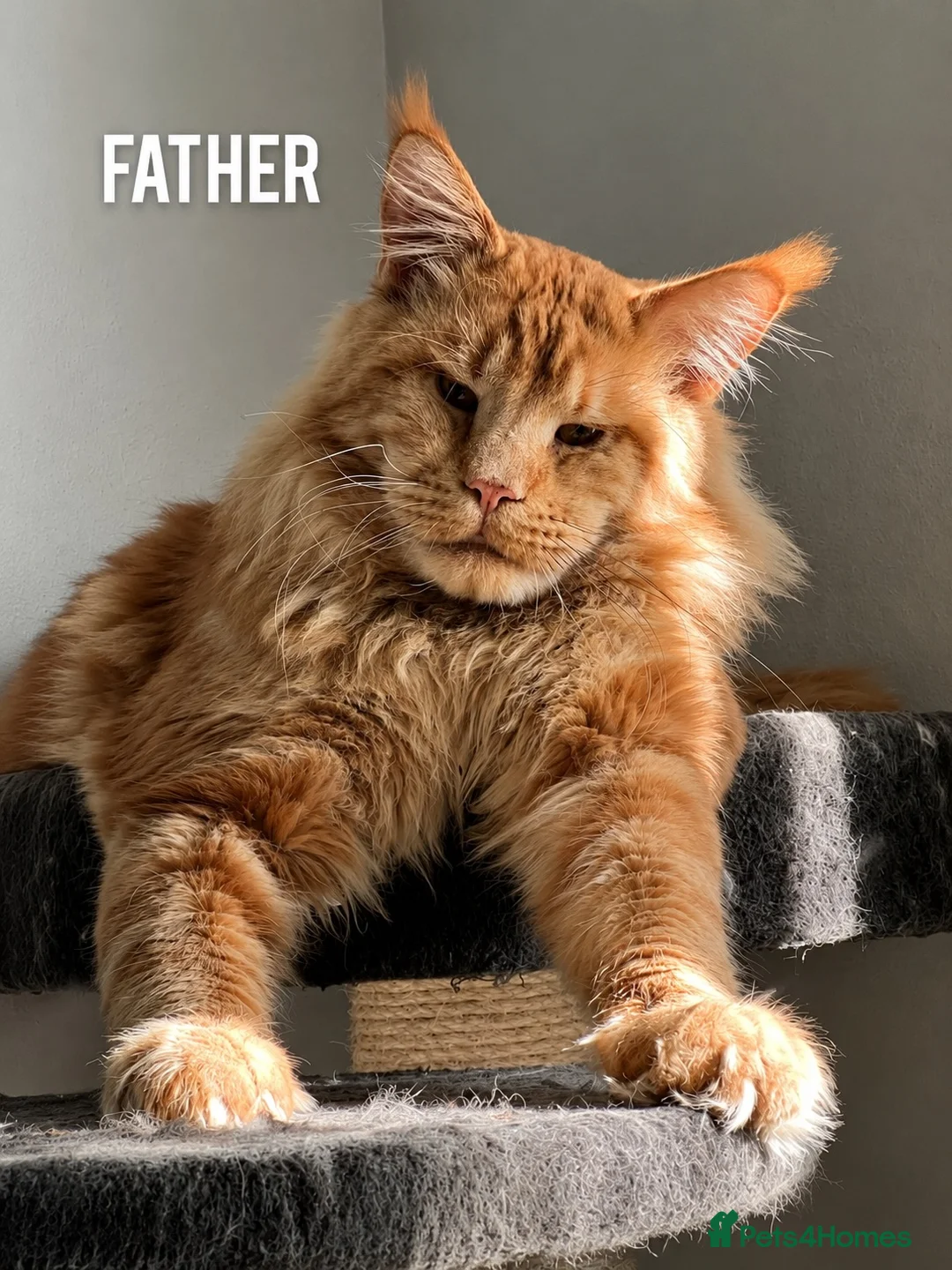 Maine Coon cats for sale: Beautiful Russian Bloodline Maine Coon Kittens - Advert 2