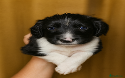 Sprocker dogs for sale: Spaniel Puppies  - Advert 16