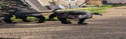 Mixed Breed dogs for sale: Beautiful puppies ready for forever homes in Preston - Advert 16