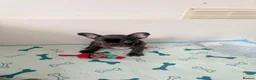 French Bulldog dogs for sale: French Bulldogs  - Advert 9