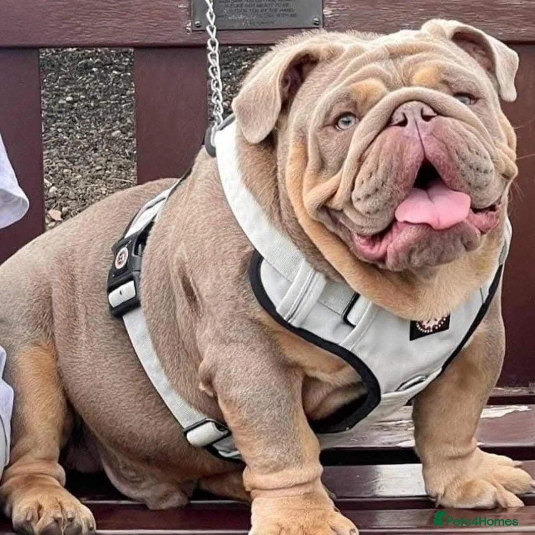 English Bulldog dogs for stud: Charlie for stud lilac and tan fullsuit - Advert 17