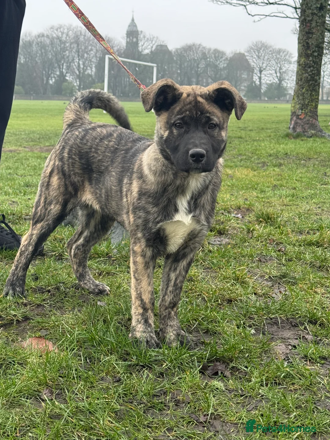 Mixed Breed dogs for sale: Beautiful Female Puppy (Presa Canario x Akita) - Advert 1