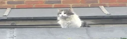 Mixed Breed cats for sale: 4 mixed bread kittens  in Sheerness - Advert 2