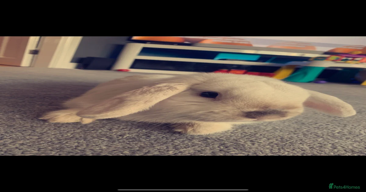 Mini pop Rabbit for sale in Doncaster | Pets4Homes