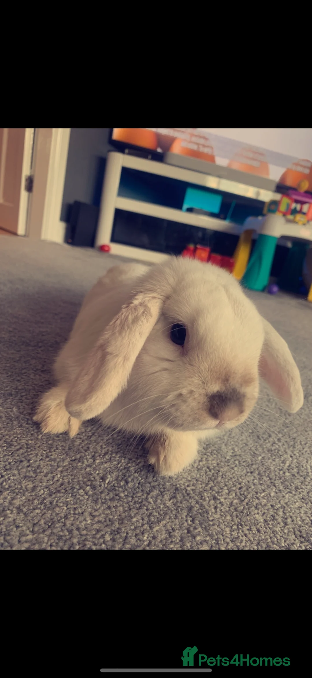 Mini Lop rabbits for sale: Mini lop Rabbit  - Advert 1