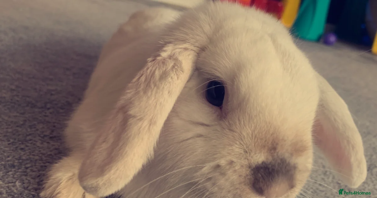 Mini pop Rabbit for sale in Doncaster | Pets4Homes