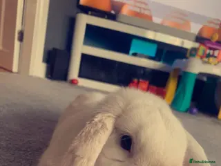 Mini Lop rabbits Mini pop Rabbit - Advert 1