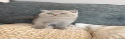 British Shorthair cats for sale: British Shorthair Kittens - Advert 5