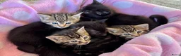 Domestic Shorthair cats for sale: 5 beautiful Kittens for sale - Advert 2