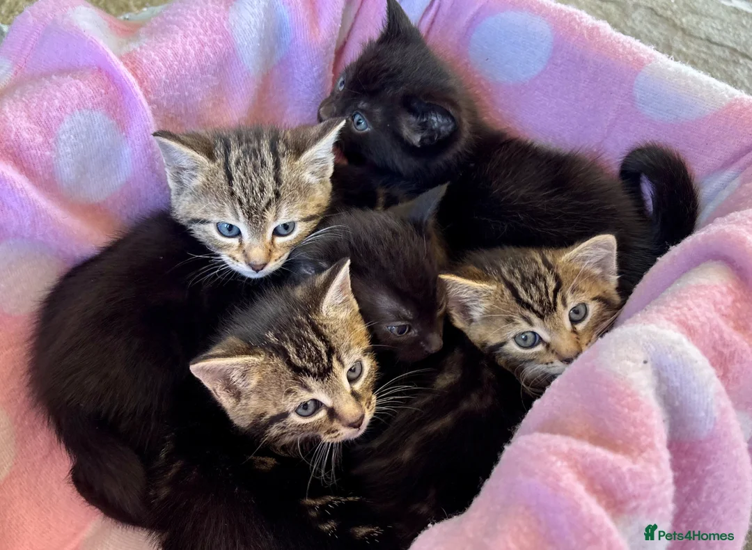 Domestic Shorthair cats for sale: 5 beautiful Kittens for sale - Advert 2
