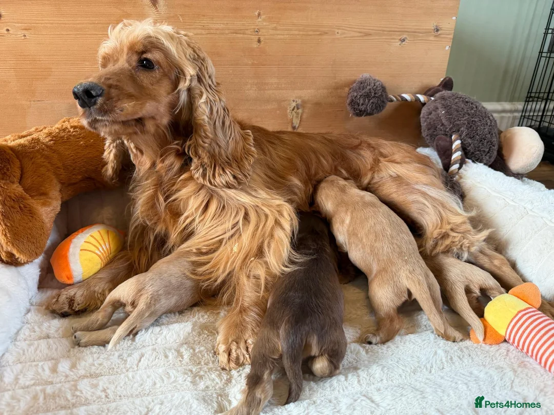 Cocker Spaniel dogs for sale: ⭐️ Show Type - Dna tested Puppies ⭐️ - Advert 1