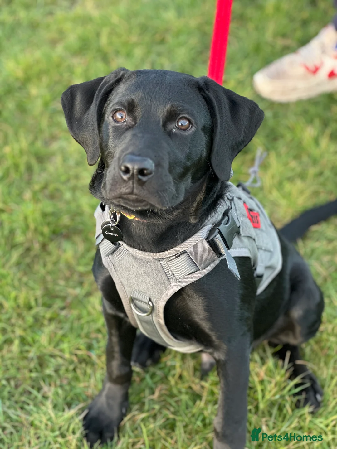 Labrador Retriever dogs for sale: Pure black lab - Advert 5