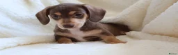 Miniature Dachshund dogs for sale: Miniature Dachshund  - Advert 5