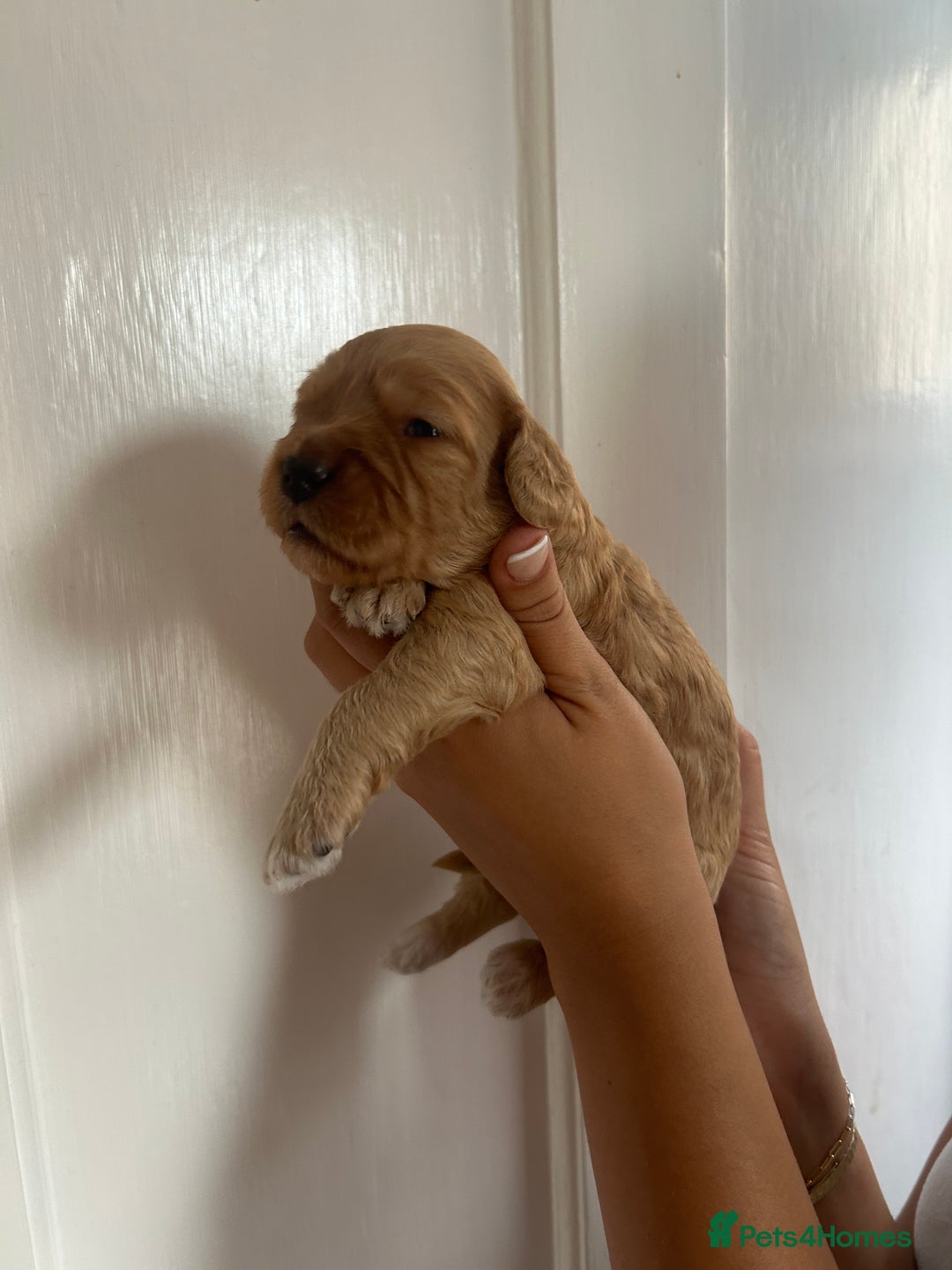 Cockapoo dogs for sale: Adorable Cockapoo Puppies  - Image 11