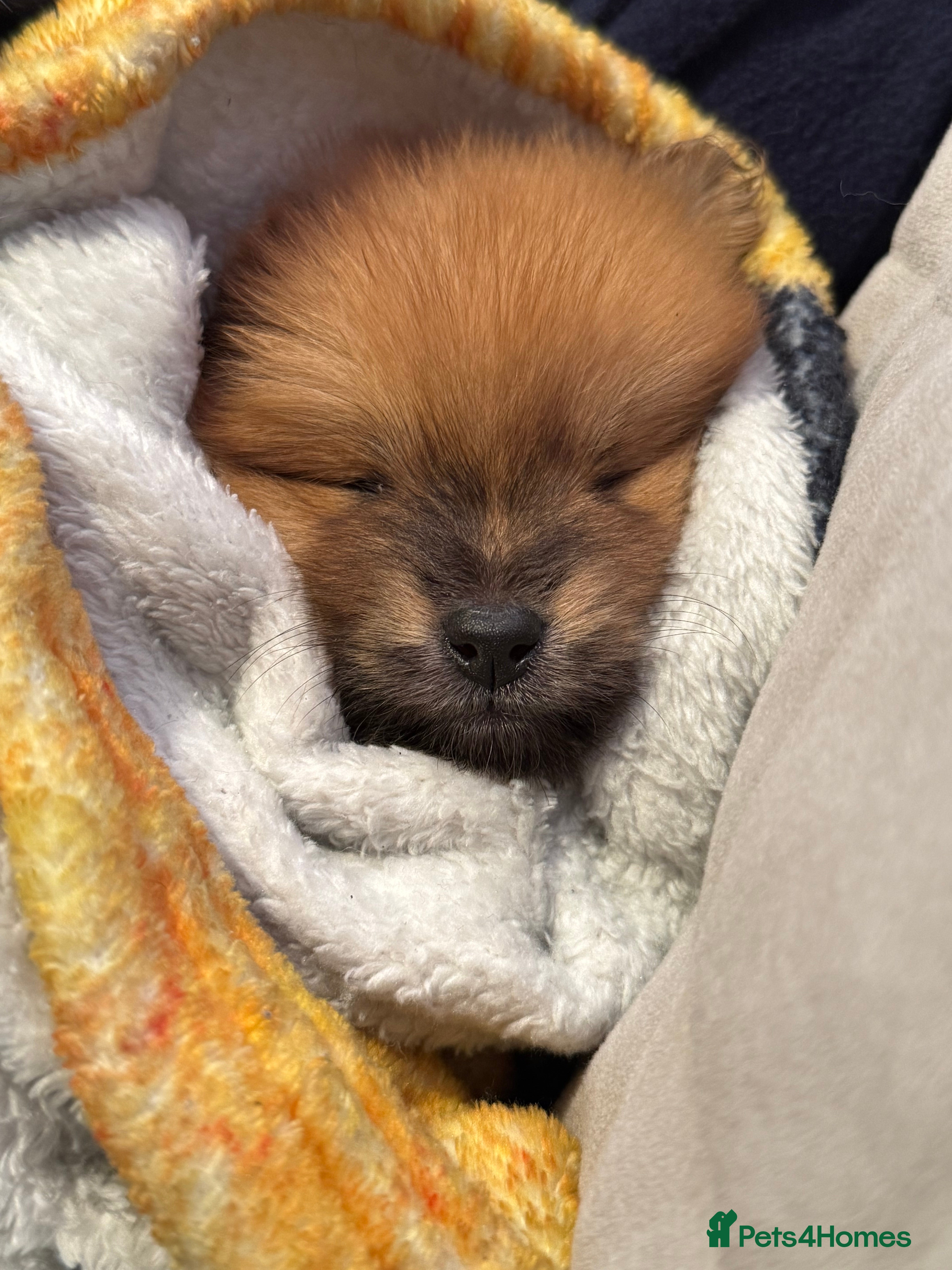 Pomeranian dogs STANDARD size poms 🦊 - Advert 16