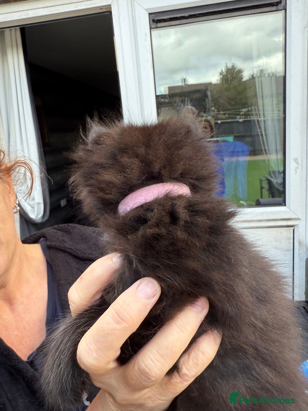 Ragdoll cats for sale: Ragdoll x English shorthair  - Image 12