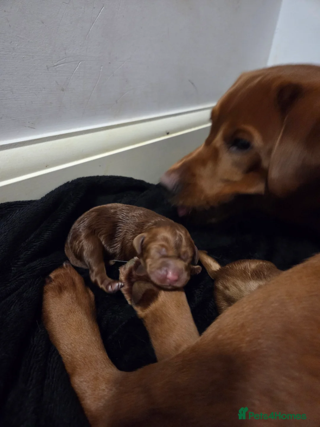 Labrador Retriever dogs for sale: Dark Fox Red Labrador Puppies - Advert 10