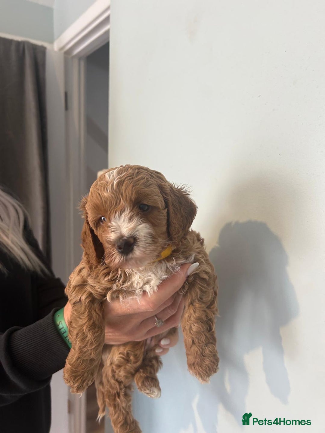 Cavapoo dogs for sale: Stunning F1B Cavapoo puppies  - Image 10