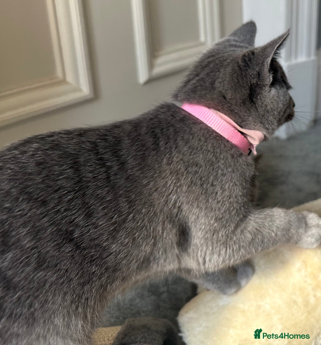 Russian Blue cats for sale: Russian Blue Kitten - Image 36
