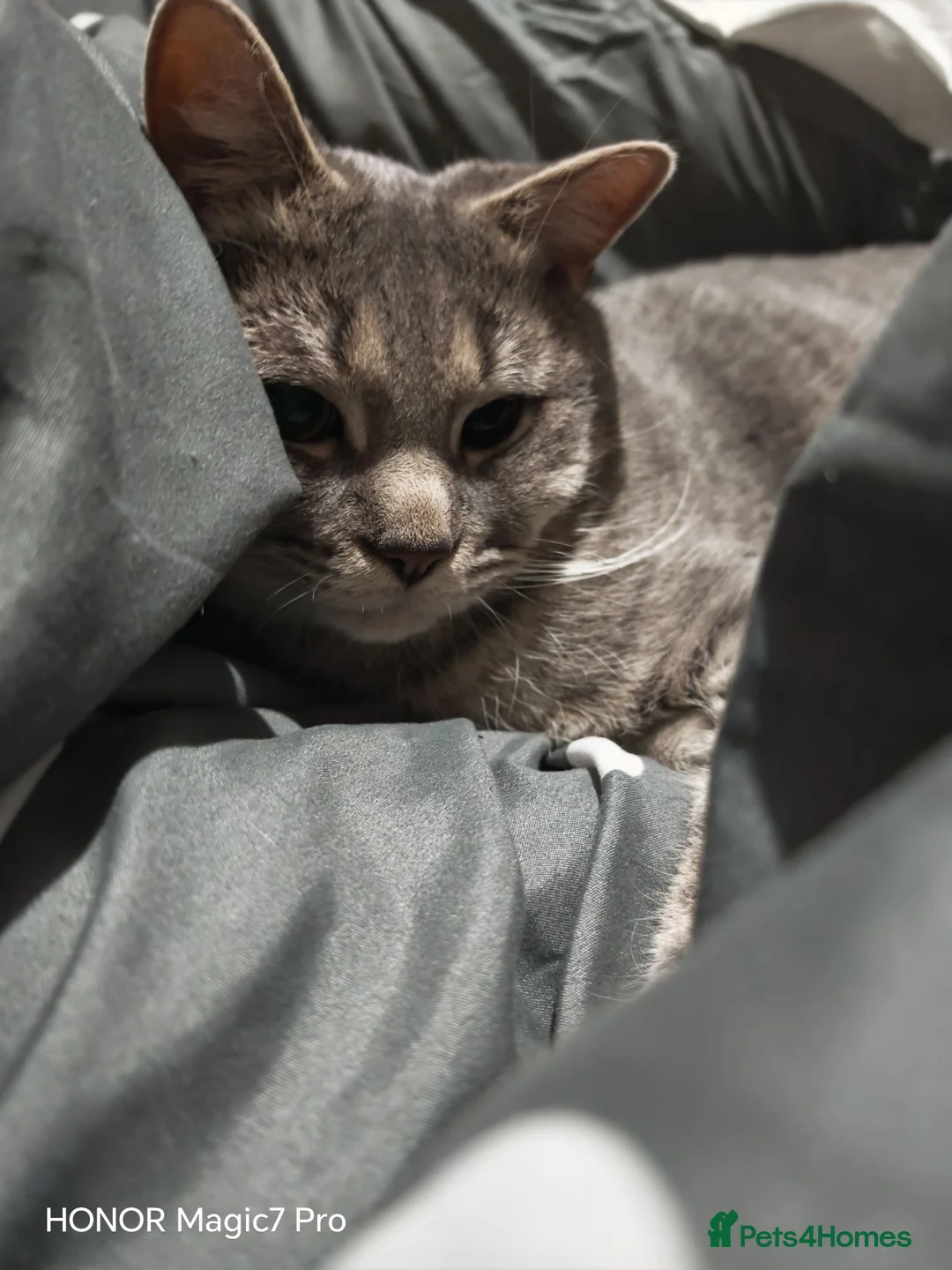 Mixed Breed cats for sale: 1 year old Milo needing a new home  in Burnley - Advert 2