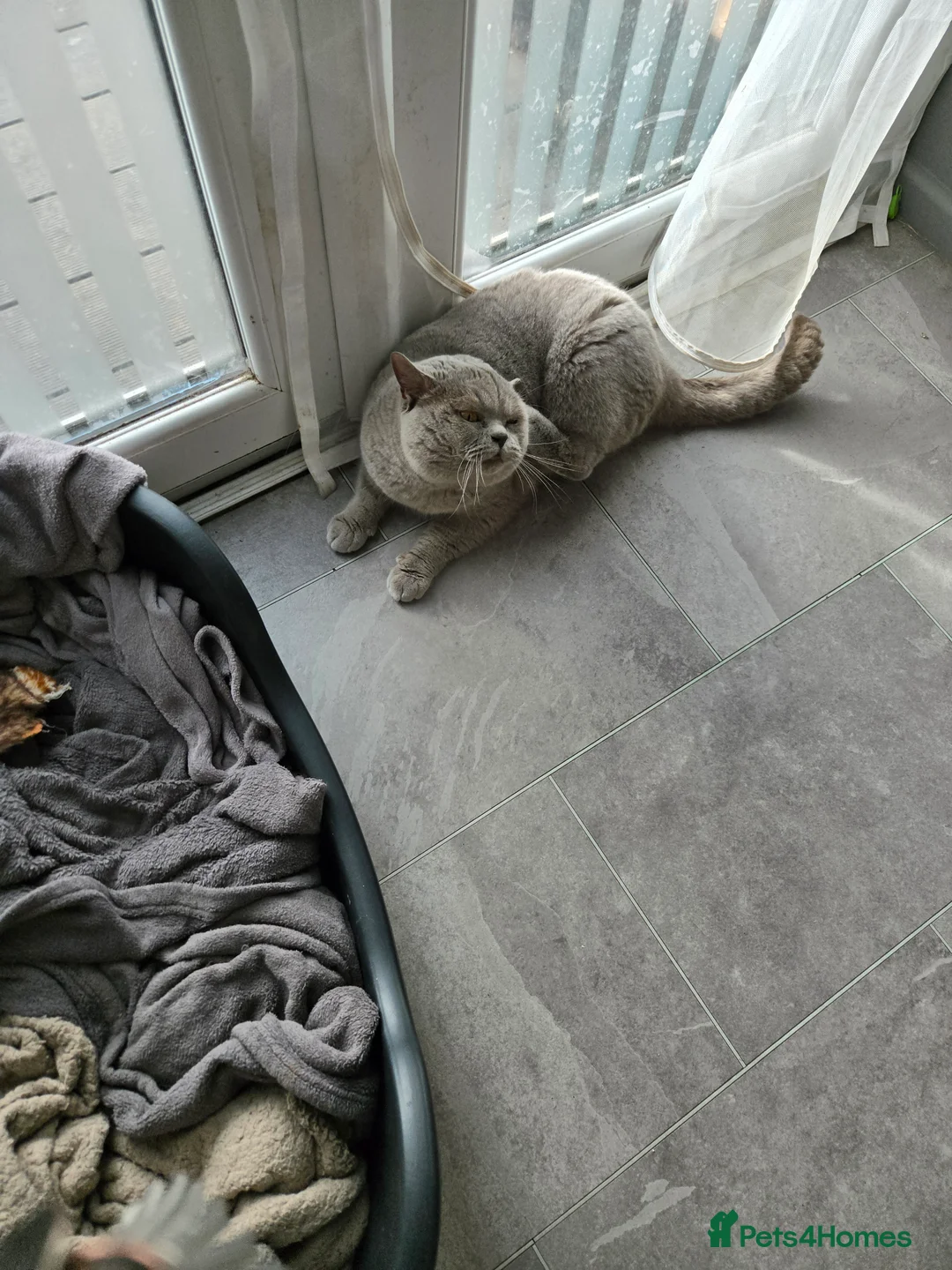 British Shorthair cats for sale: Britishshort hair - Advert 9