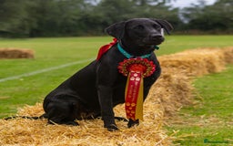 Labrador Retriever dogs for sale: Last remaining Beautiful Labradors  - Image 19
