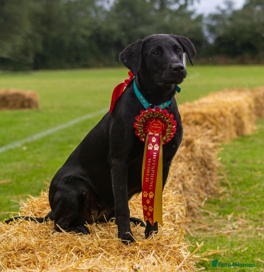 Labrador Retriever dogs for sale: Last remaining Beautiful Labradors  - Image 19
