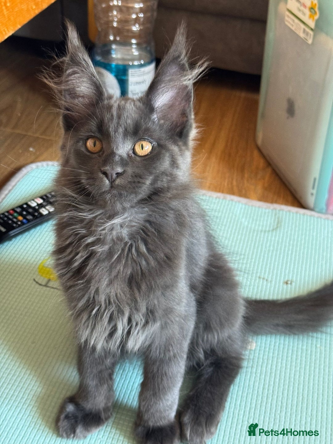 Maine Coon cats for sale: 25% OFF PURE MAINE COONS FROM CHAMPION BLOODLINE! - Image 6