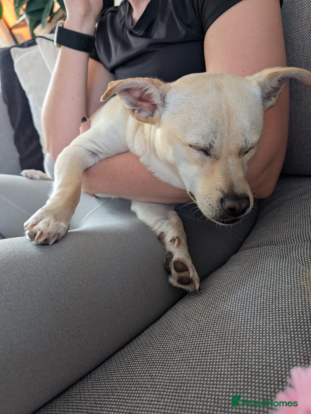 Mixed Breed dogs for adoption: Gwenie  - Advert 9