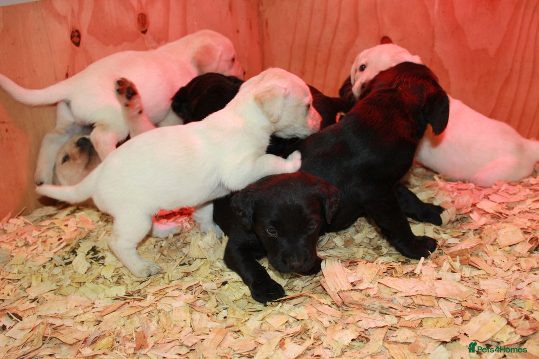 Labrador Retriever dogs for sale: FTCH FENDAWOOD PUPS FOR SALE - Image 8