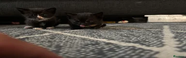 Kitten 4