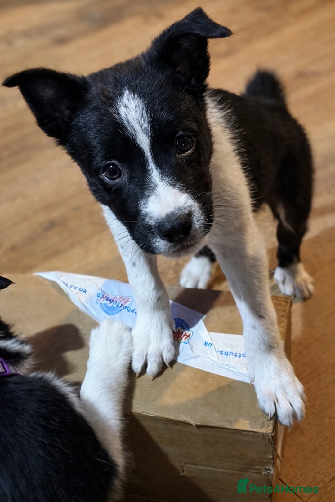 Border Collie dogs for sale: ONLY ONE BOY REMAINING (READY TO GO TUE) - Advert 14