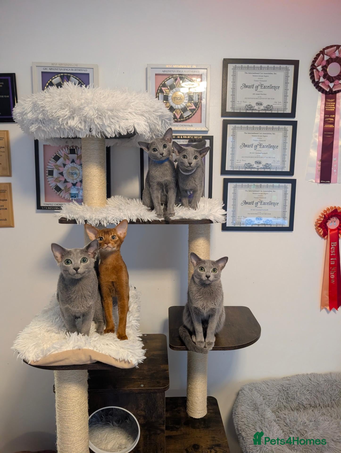 Russian Blue cats Full Pedigree American Line Russian Blue  - Advert 17