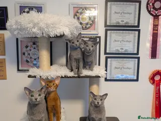 Russian Blue cats Full Pedigree American Line Russian Blue - Advert 17