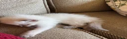Ragdoll cats for sale: Beautiful Pure Ragdoll kittens - Advert 13