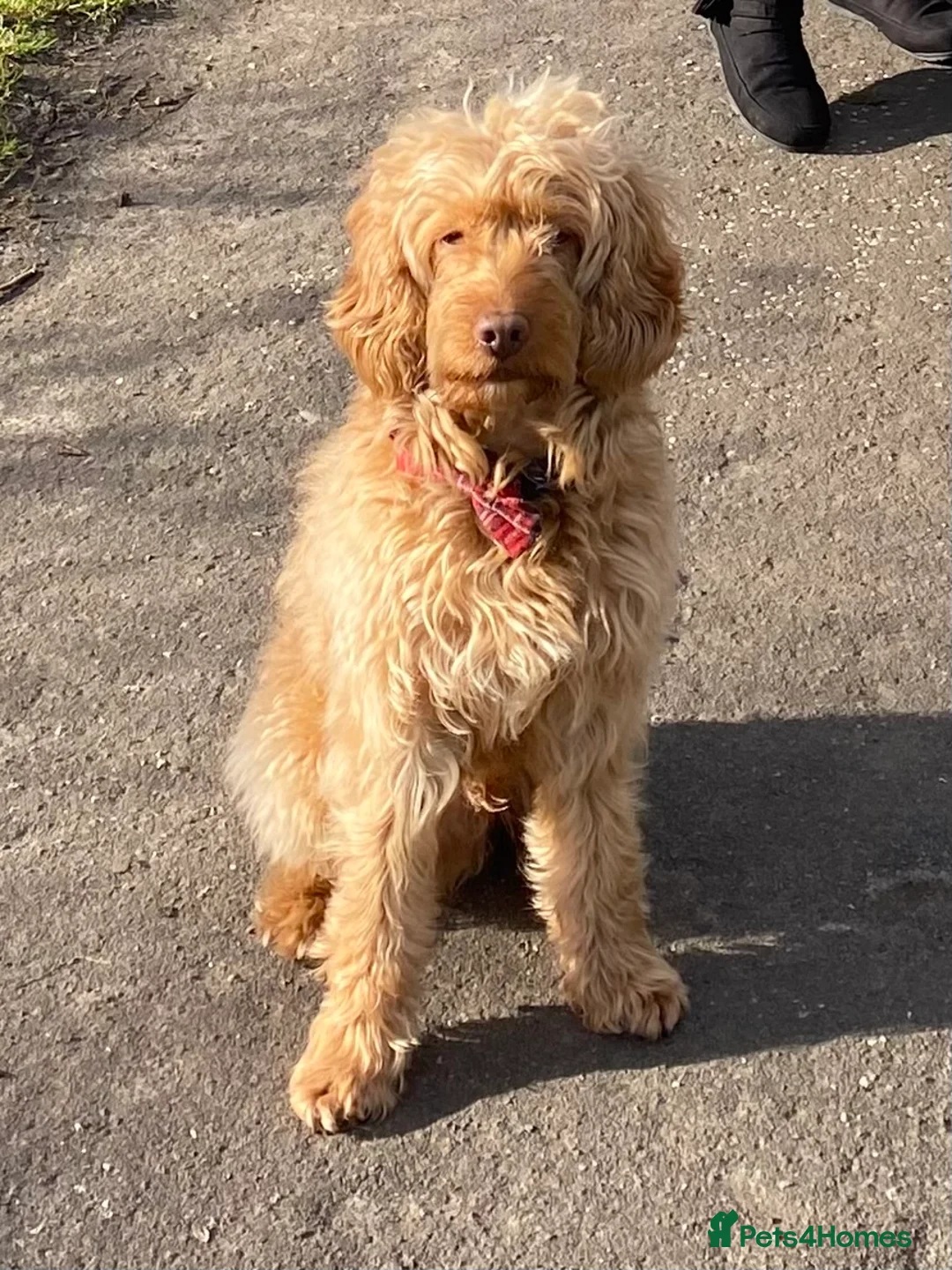 Cockapoo dogs for stud: BAXTER Makes Beautiful Babies 🐾 in Haddington - Advert 27