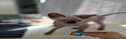 Sphynx cats for sale: Canadian sphynx kitten looking for home in Oldbury - Advert 2
