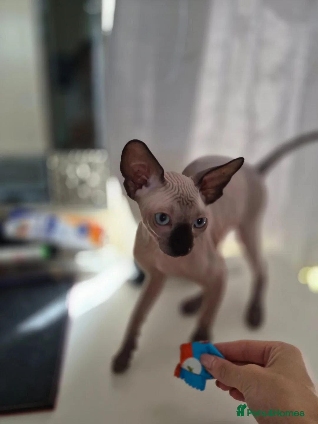 Sphynx cats for sale: Canadian sphynx kitten looking for home in Oldbury - Advert 2