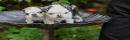 Pug dogs for sale: Panda pugs in Bishop Auckland - Advert 20