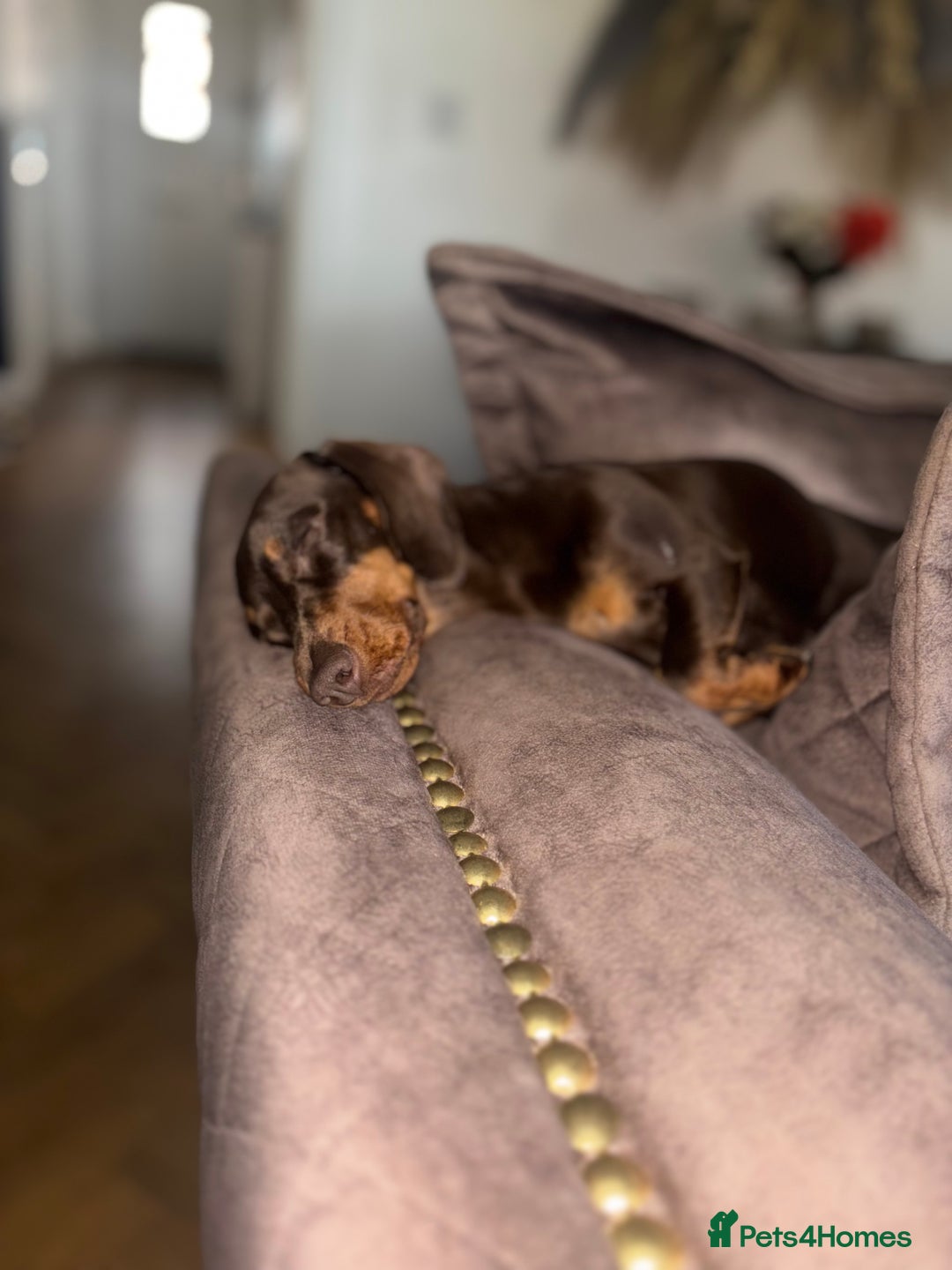 Miniature Dachshund dogs for sale: Chocolate & Tan Mini Dachshund  - Image 5