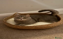 Brazilian Shorthair cats for sale: BritishShorthair Friendly Male Cat Romeo - Image 8