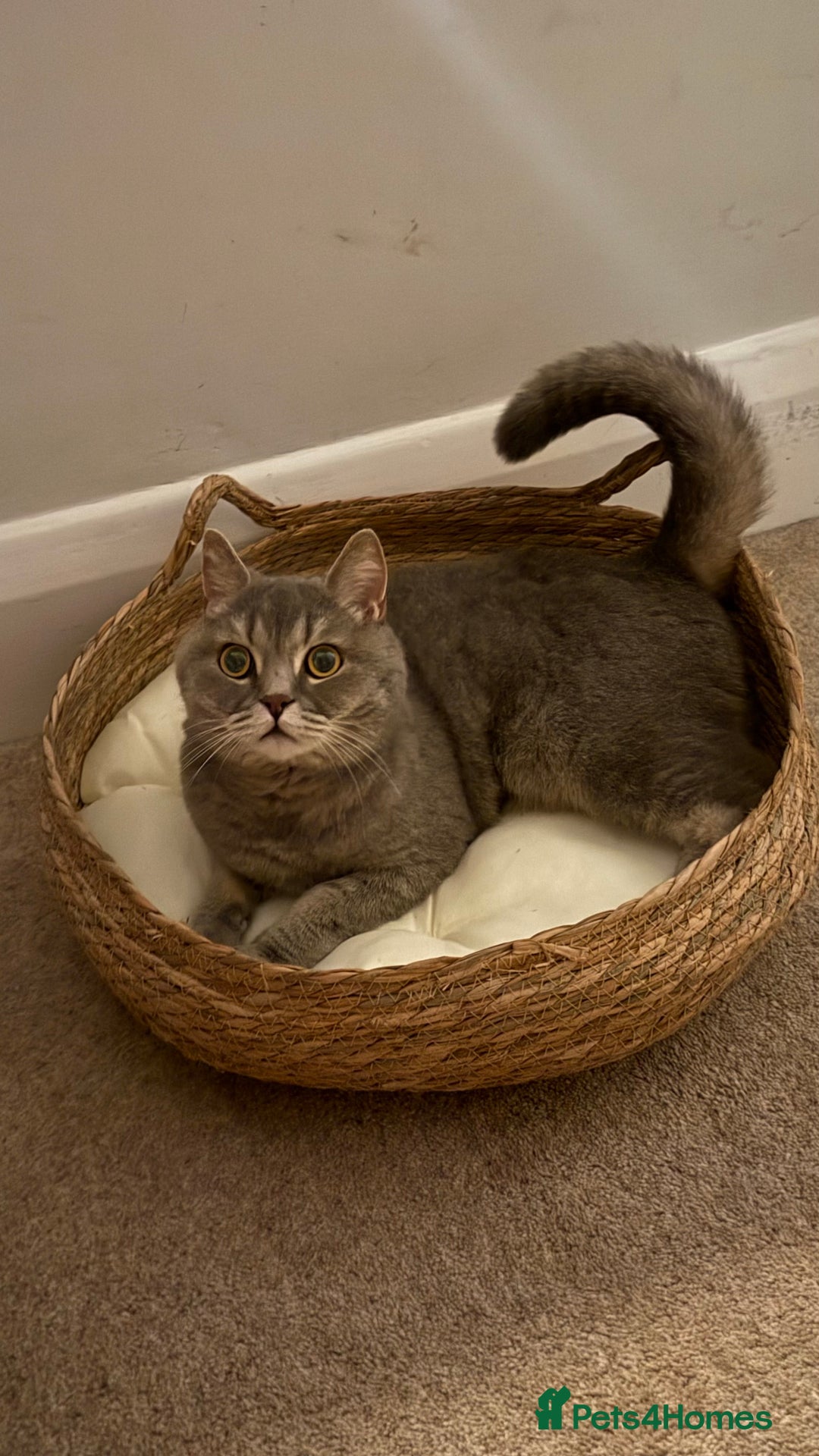Brazilian Shorthair cats for sale: BritishShorthair Friendly Male Cat Romeo - Image 8