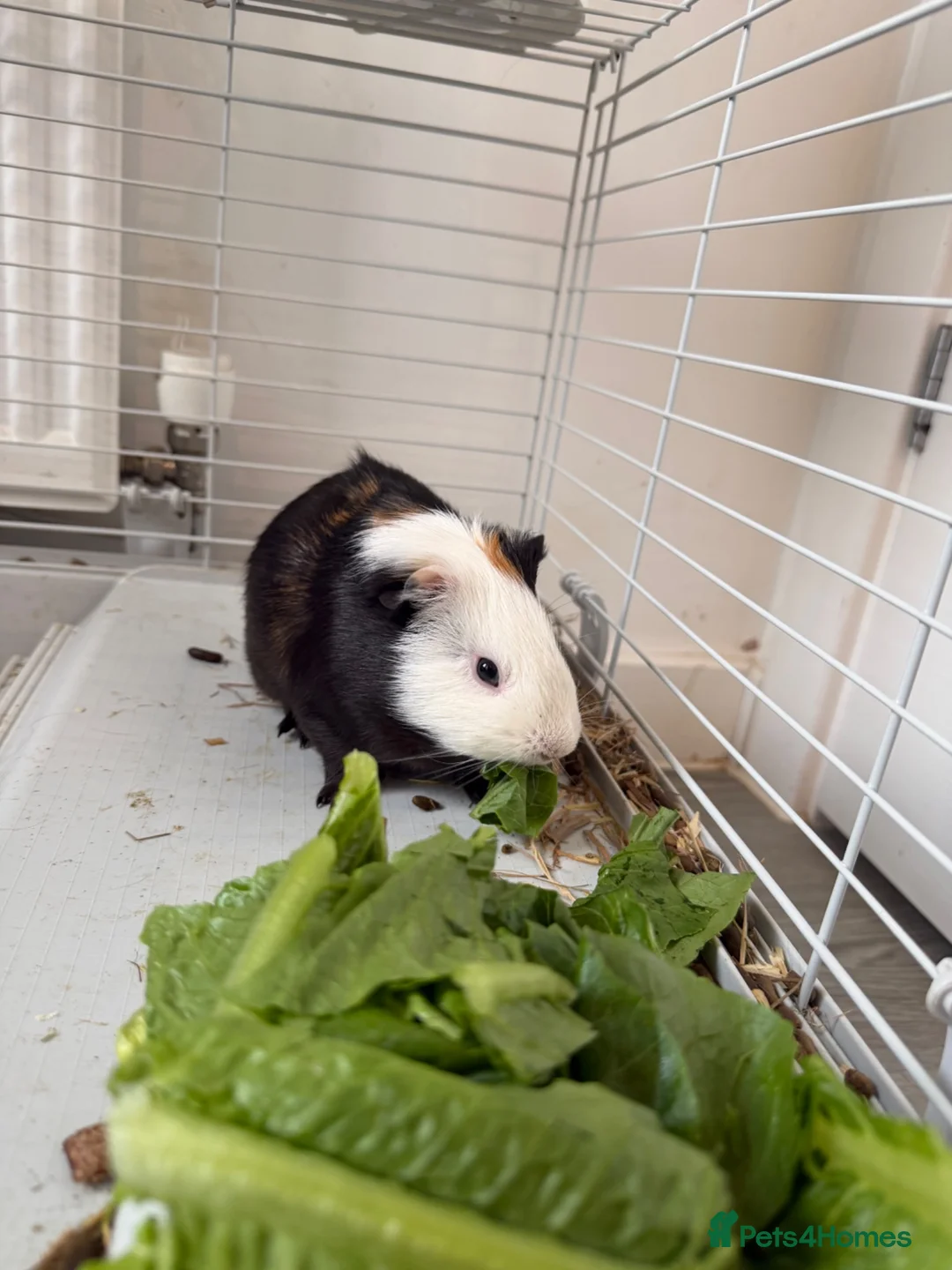 Guinea Pig rodents for sale: 2 male guinea pigs  in Barnsley - Advert 2