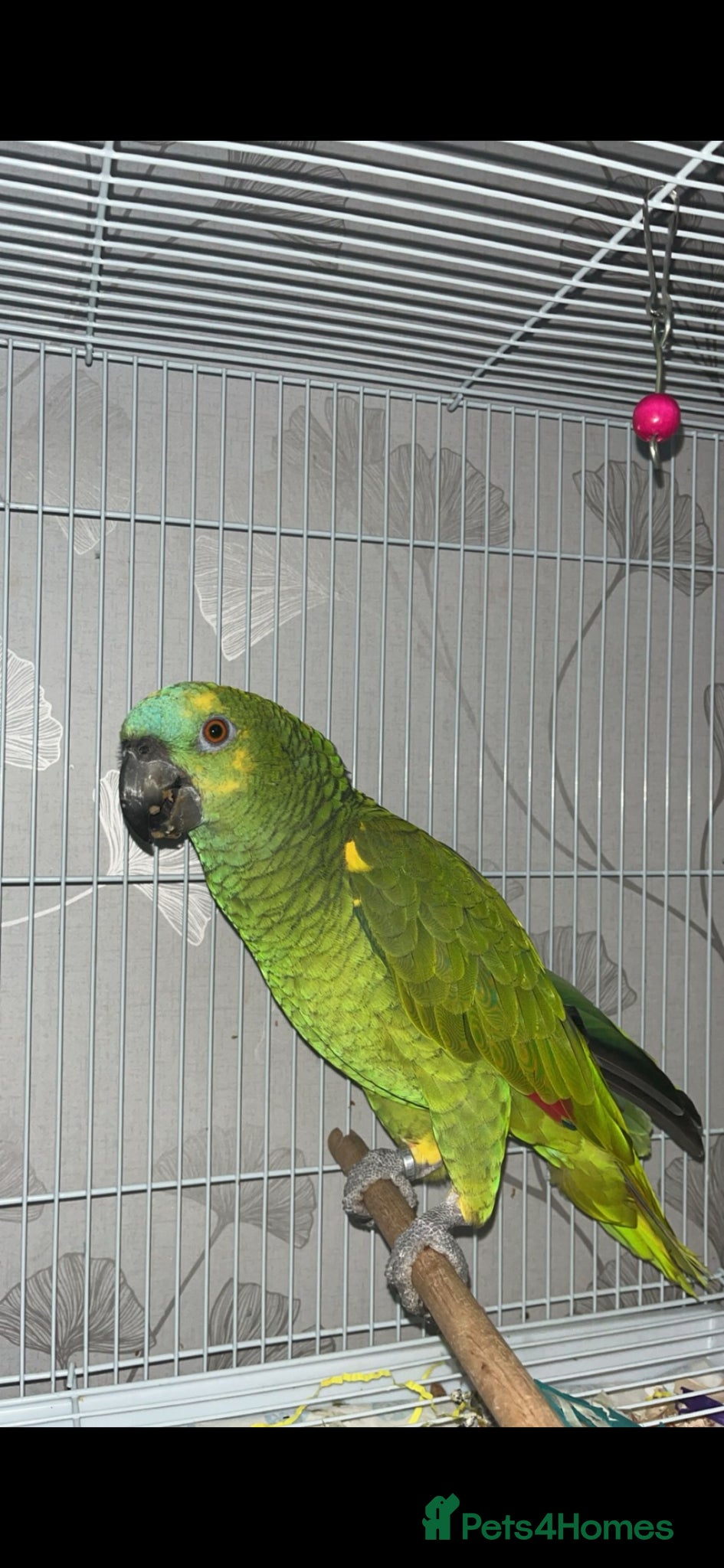 Parrots birds Beautiful blue headed amazon - Advert 2