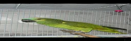 Parrots birds for sale: Beautiful blue headed amazon in Newport - Advert 1