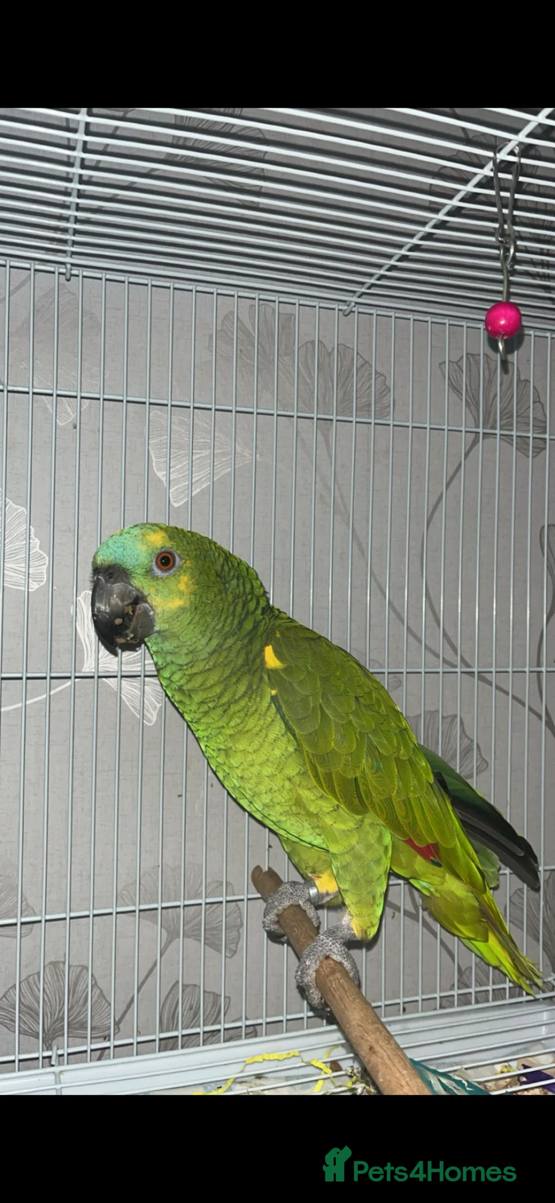 Parrots birds for sale: Beautiful blue headed amazon in Newport - Advert 1