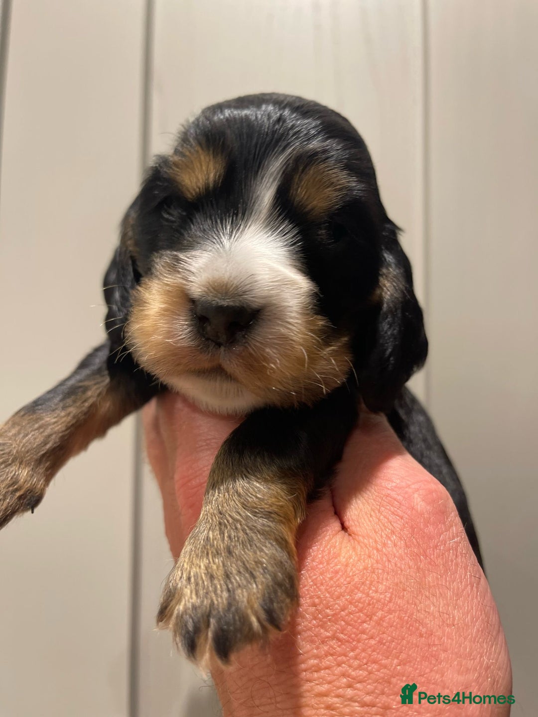 Cocker Spaniel dogs for sale: Show Cocker Spaniel’s  - Image 11