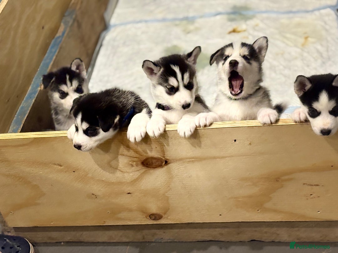 Siberian Husky dogs for sale: Siberian Huskies 2 male 4 female  - Advert 5
