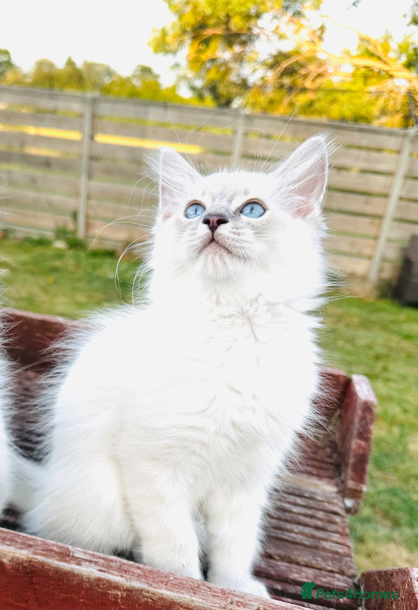 Ragdoll cats GCCF Ragdolls  - Advert 17